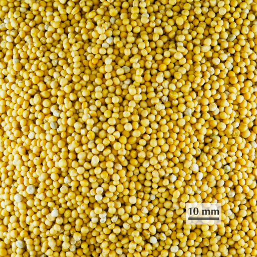 Sano Bio-Senfkörner 300 g